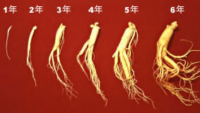 高麗人参