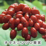 オタネニンジンの果実