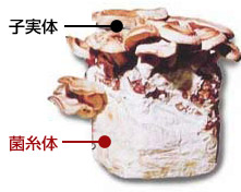 シイタケ菌糸体