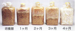 霊芝菌糸体の増殖過程