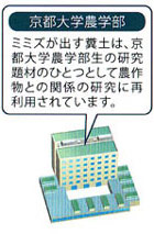 安定的なミミズの供給