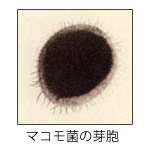 マコモ菌