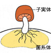 メシマコブ「子実体」・「菌糸体」