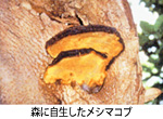 森に自生したメシマコブ