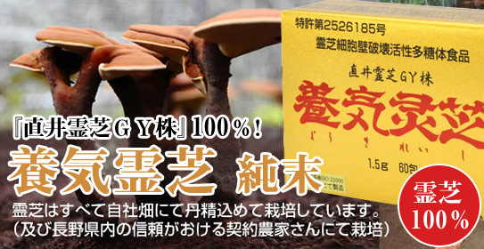 養気霊芝 純末(直井霊芝GY株100%)
